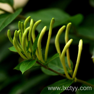 honeysuckle flower slice tea